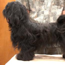 Serranilla - Havana Silk Dog