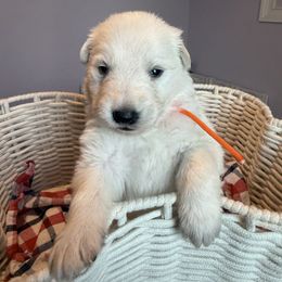 Orange boy - White male Berger Blanc Suisse puppy in Wilmington, North Carolina from Supernova Swiss Shepherds