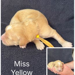 Miss Yellow - Cream female Goldendoodle puppy in Powder Springs, Georgia from Ski Family Doodles