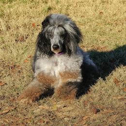 Armani - Poodle