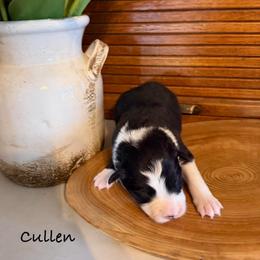 Cullen - Black and white male Border Collie puppy in Lakeview, Michigan from Haven Creek Farm