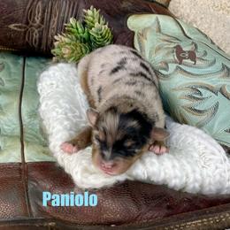 Paniolo - Blue merle female Miniature Australian Shepherd puppy in El Dorado Springs, Missouri from OR Aussies