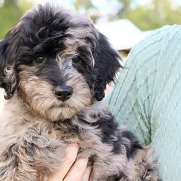 Snowy - Bernedoodle puppy from Our Little Farm Life Doodles
