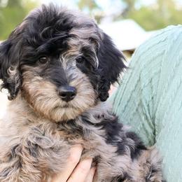 Snowy - Bernedoodle puppy from Our Little Farm Life Doodles