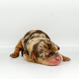 Reese's - Dapple male Dachshund puppy in West Palm Beach, Florida from TheFrenchieVille