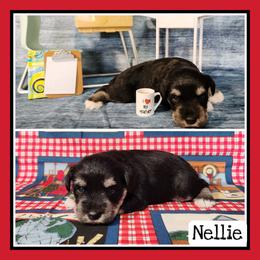 Nellie - Black and silver female Miniature Schnauzer puppy in Lebanon, Missouri from Cedar Glades Canines