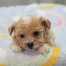 Ziggy - Apricot male Maltipoo puppy in Oakland, Kentucky from Imperial Dogs