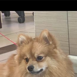 Golden - Pomeranian