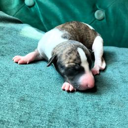 Alvin - Red brindle male Whippet puppy in Clinton, Tennessee from Ivanhoe Borzoi