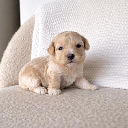 Bambi - Fawn and white female Sheepadoodle puppy in Fort Myers, Florida from Daisy Doodles LLC