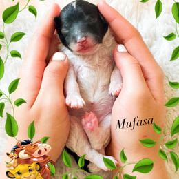 Mufasa - Black male Goldendoodle puppy in Kissimmee, Florida from Poodle Doodle Kennels