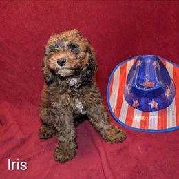 Iris - Brown and tan female Cockapoo puppy in Sunset, Louisiana from Cano Cockapoos