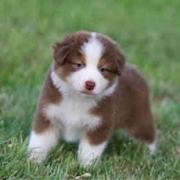 Tempo - Red tri-color male Australian Shepherd puppy in Stephenville, Texas from Diamond H Aussies