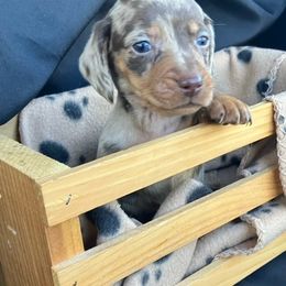 Dachshund and Great Pyrenees Puppies from Show Us The Way Homestead