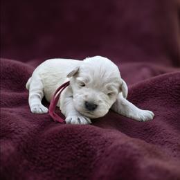 Maroon collar - White female Miniature Schnauzer puppy in Houston, Texas from Haughton Farm