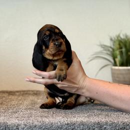 Little Pink Girl - Black and tan female Black and Tan Coonhound puppy in Oregon from Toodaloo Coonhounds