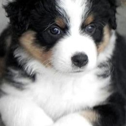 Australian Shepherds from Cheyenne Mountain Aussies