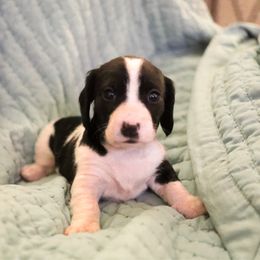 Orange Collar Female - Piebald female Dachshund puppy in Tennessee from Garage Door Kennels