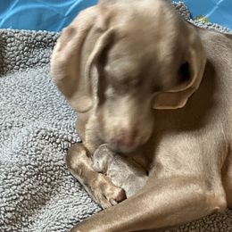 Weimaraner Puppies from Von Luchbach Weimaraners
