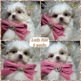Star - White female Shih Tzu puppy in Coolidge, Arizona from Shih Tzu’s  ‘N’ Love