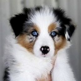 Australian Shepherds from Redbrook Aussies