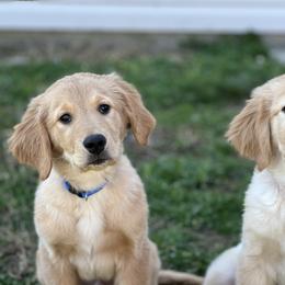 Golden Retriever Puppies from Morgan’s Heart of Gold Retrievers