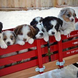Miniature American Shepherd and Miniature Australian Shepherd Puppies from Back Country Aussies
