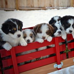 Miniature American Shepherd and Miniature Australian Shepherd Puppies from Back Country Aussies