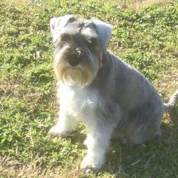 Cassie - Miniature Schnauzer