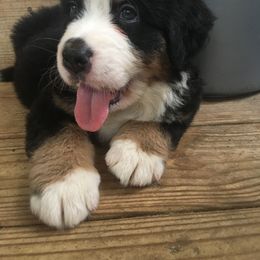 Bernese Mountain Dog Puppies from D’S Bernese Mountain Dogs