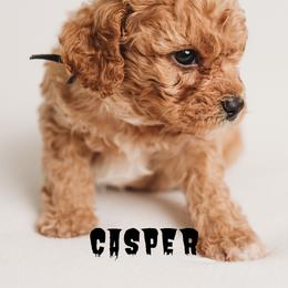 Cavapoo Puppies from PuppybuddyUSA