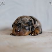 Apple - Harlequin Beauceron puppy in Escondido, California from Wildfire Kennels