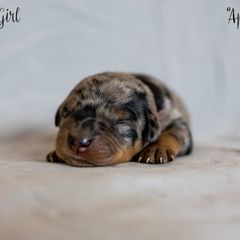 Apple - Harlequin Beauceron puppy in Escondido, California from Wildfire Kennels