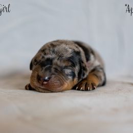 Apple - Harlequin Beauceron puppy in Escondido, California from Wildfire Kennels