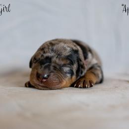 Apple - Harlequin Beauceron puppy in Escondido, California from Wildfire Kennels