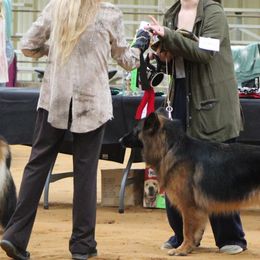 German Shepherds from Maroon Hills Kennel