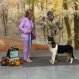 Zachary - Black white and tan male Collie puppy in Kentucky from Calibre Collies