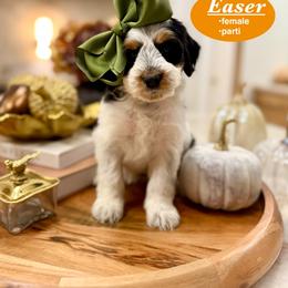 Easer - Black and white female Bernedoodle puppy in Jackson, Mississippi from T.M. Poodles & Doodles