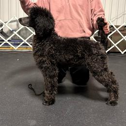 Female - Blue female Poodle puppy in Walpole, Massachusetts from Beyond the Standard