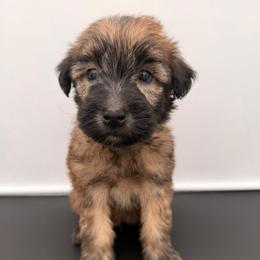 Magenta Girl - Wheaten female Soft Coated Wheaten Terrier puppy in Grand Prairie, Texas from Wonderful Wheatens