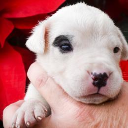 Kiara - Dogo Argentino puppy from Debonair Dogos
