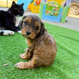 Sally - Sable female Cavapoo puppy in Wamego, Kansas from Doodles of Oz