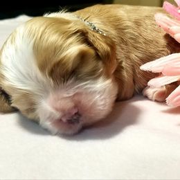 Cocker Spaniel Puppies from Chloe's Cocker Spaniels
