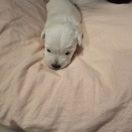 Blue collar - White female West Highland White Terrier puppy in Gobles, Michigan from My Little Puppy Paws
