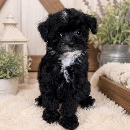 Rapunzel - Black and white female Sheepadoodle puppy in Wharton, Texas from Little Fur Friends