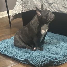 Nova - French Bulldog