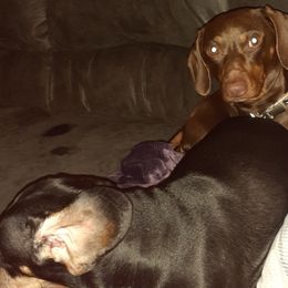 Dachshunds from Dardar's Dachshunds