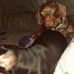 Dachshunds from Dardar's Dachshunds