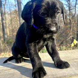 Black boy, blue collar - Black male Labrador Retriever puppy in Ozark, Arkansas from Middle Ridge Retrievers