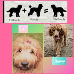 Goldendoodle Puppies from East Coast Goldendoodles